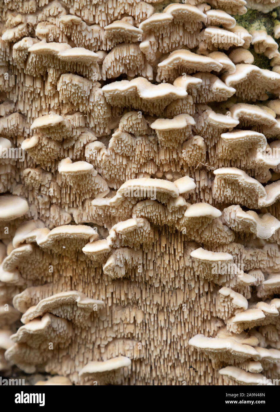Marshmallow Polypore (Spongipellis pachyodon) tree fungus, Iowa, USA. Stock Photo