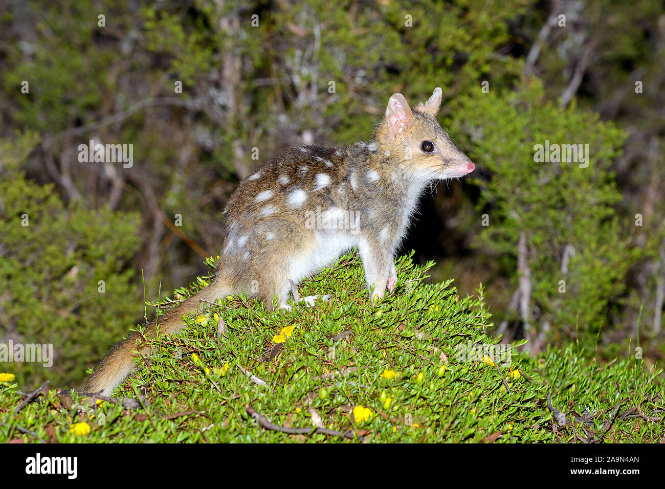 Tüpfelbeutelmarder sitzt auf auf einem kleinen Hügel in einer Waldlichtung Stock Photo