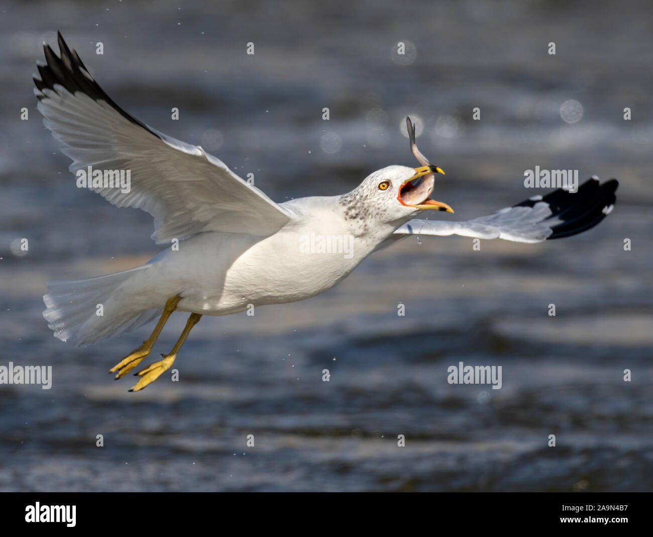 Ring-billed gull (Larus delawarensis) swallowing fish in flight, Iowa, USA Stock Photo