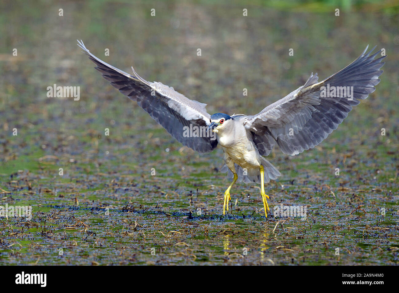 Nachtreiher fliegt über einen Teich Stock Photo
