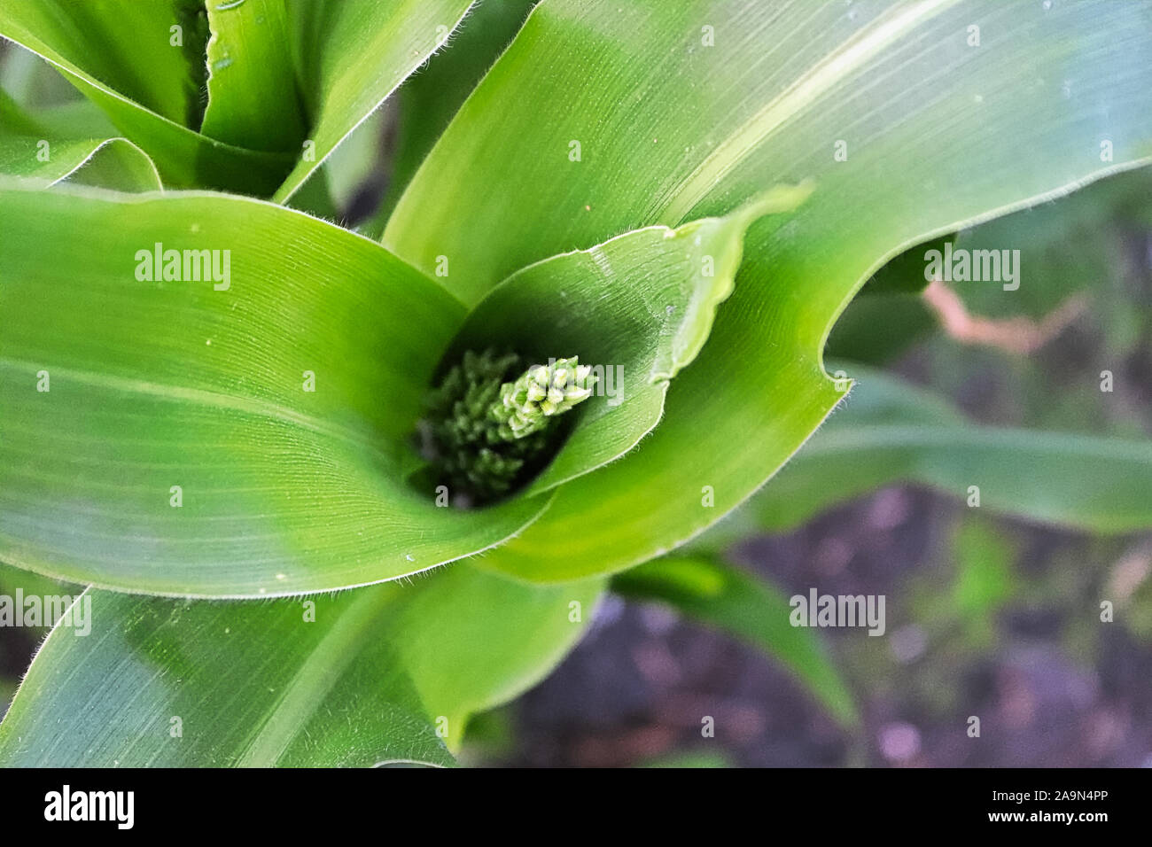 Corn detassel hires stock photography and images Alamy