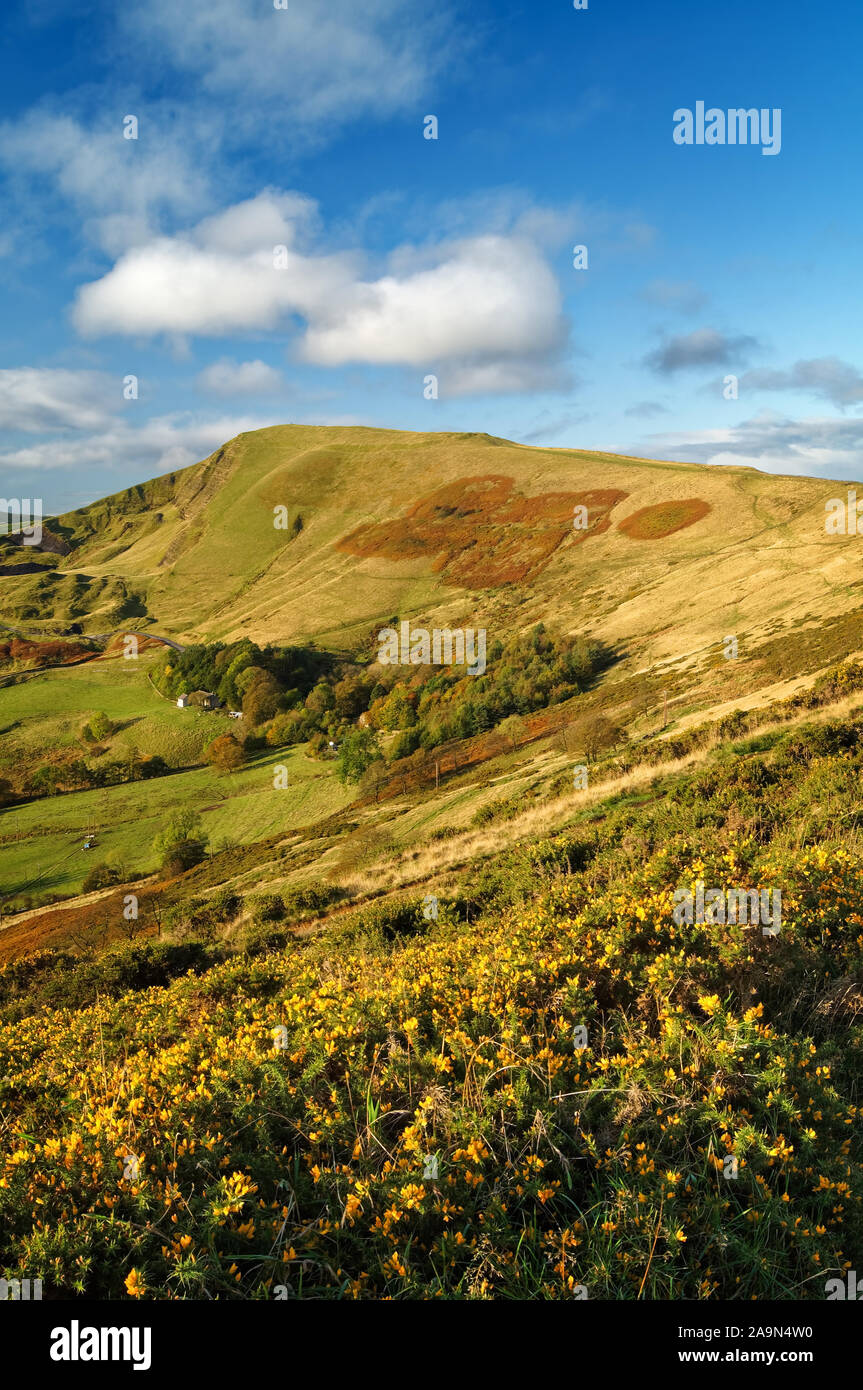 UK,Derbyshire,Peak District,Mam Tor with Gorse on the side of the Great ...