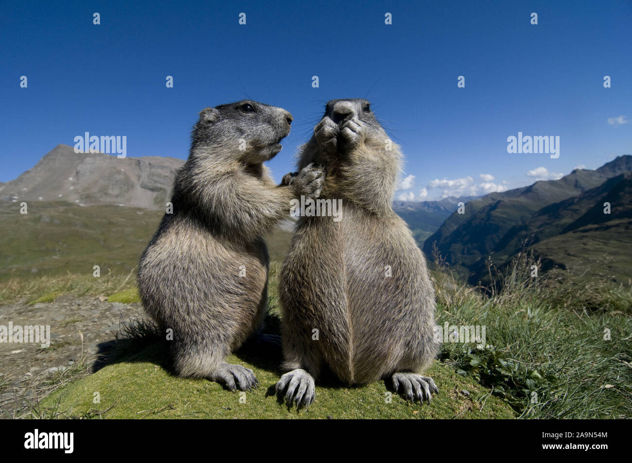 Alpentiere High Resolution Stock Photography And Images Alamy