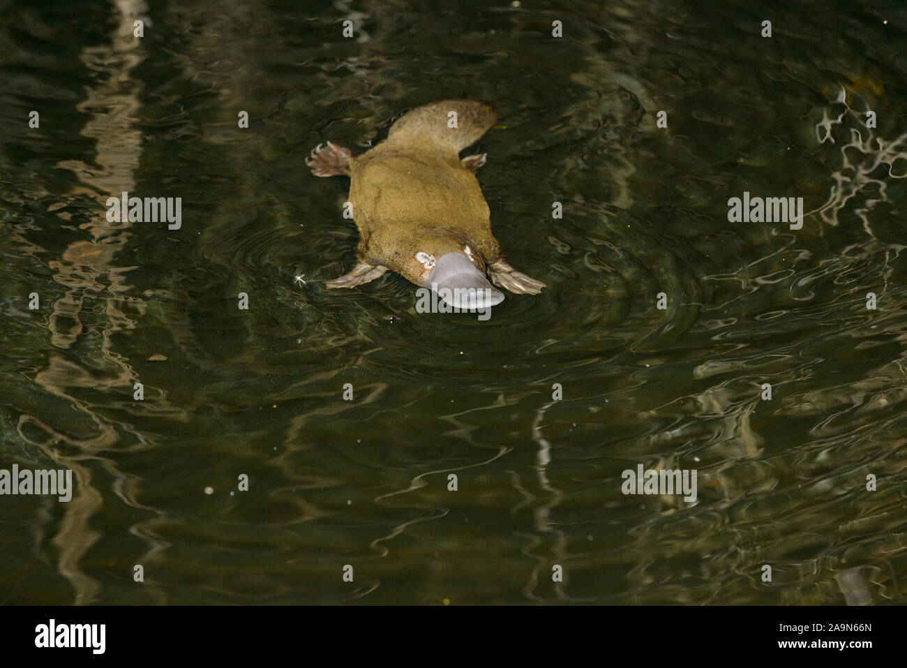 Schnabeltier schwimmt an der Oberfläche eines Baches Stock Photo