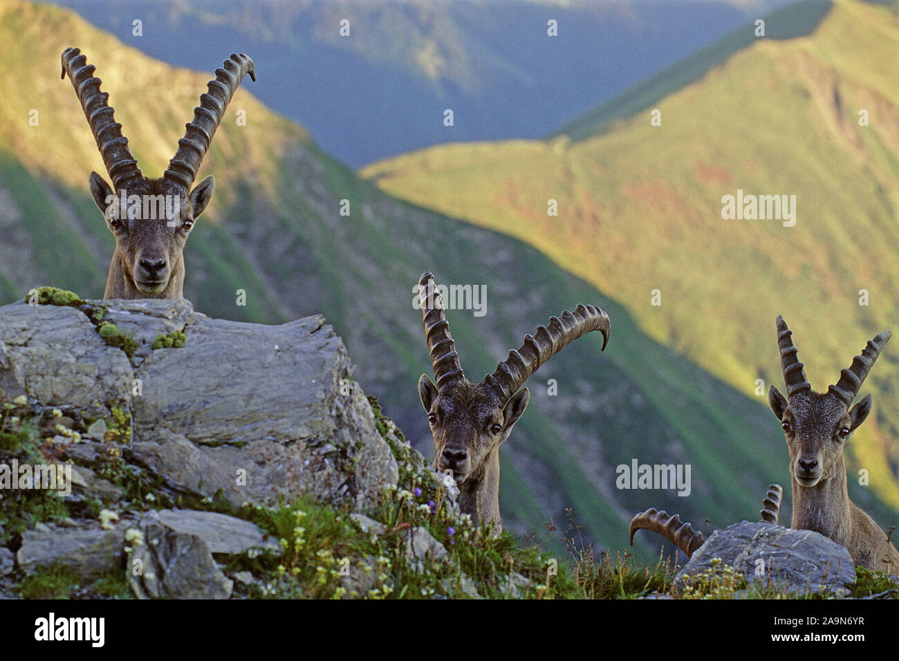 Tiere, Saeugetiere, Alpensteinbock, Steinbock, Capra ibex, Bock stehend an einem Steilhang, Schweizer Alpen, Abendlicht Stock Photo