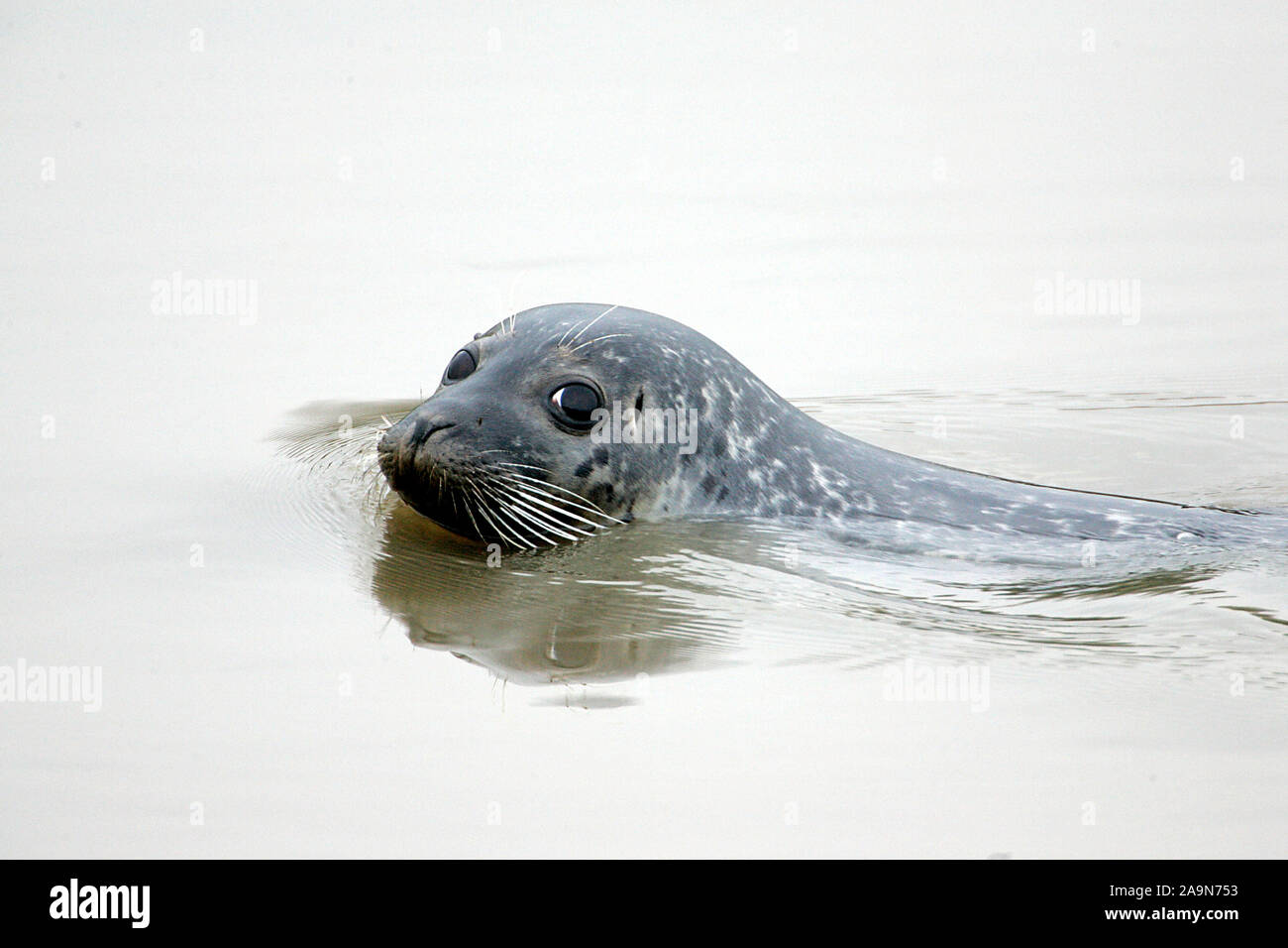 Tiere, Saeugetiere, Seehund, Harbor Seal, Elbmuendung, Tiere, Mammals, Harbor Seal, (Phoca vilulina), Germany, Stock Photo