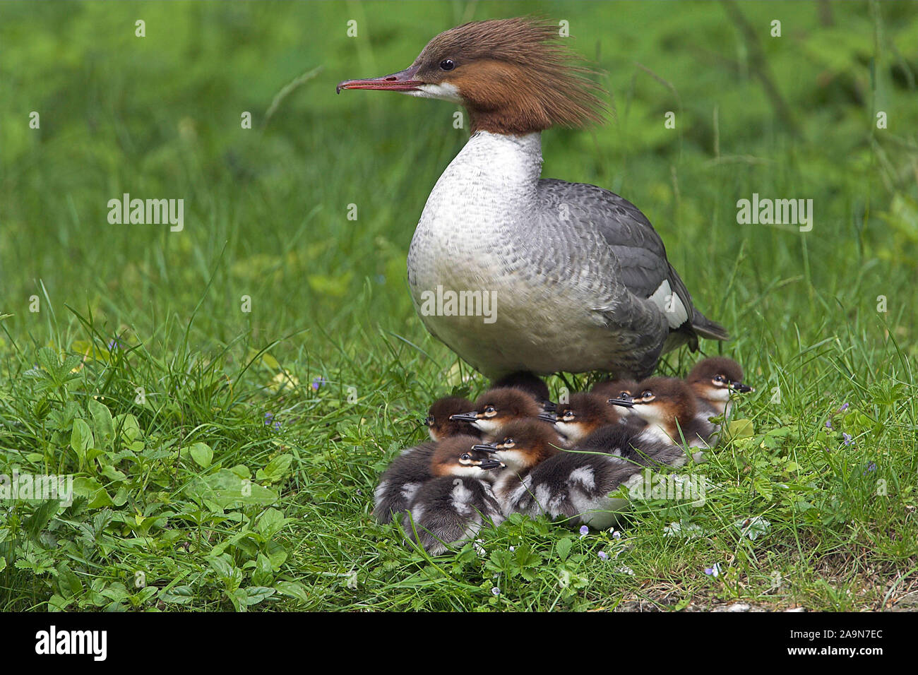 Tiere / Voegel / Animals / Birds / Gaensesaeger / Gossander / Mergus merganser Stock Photo