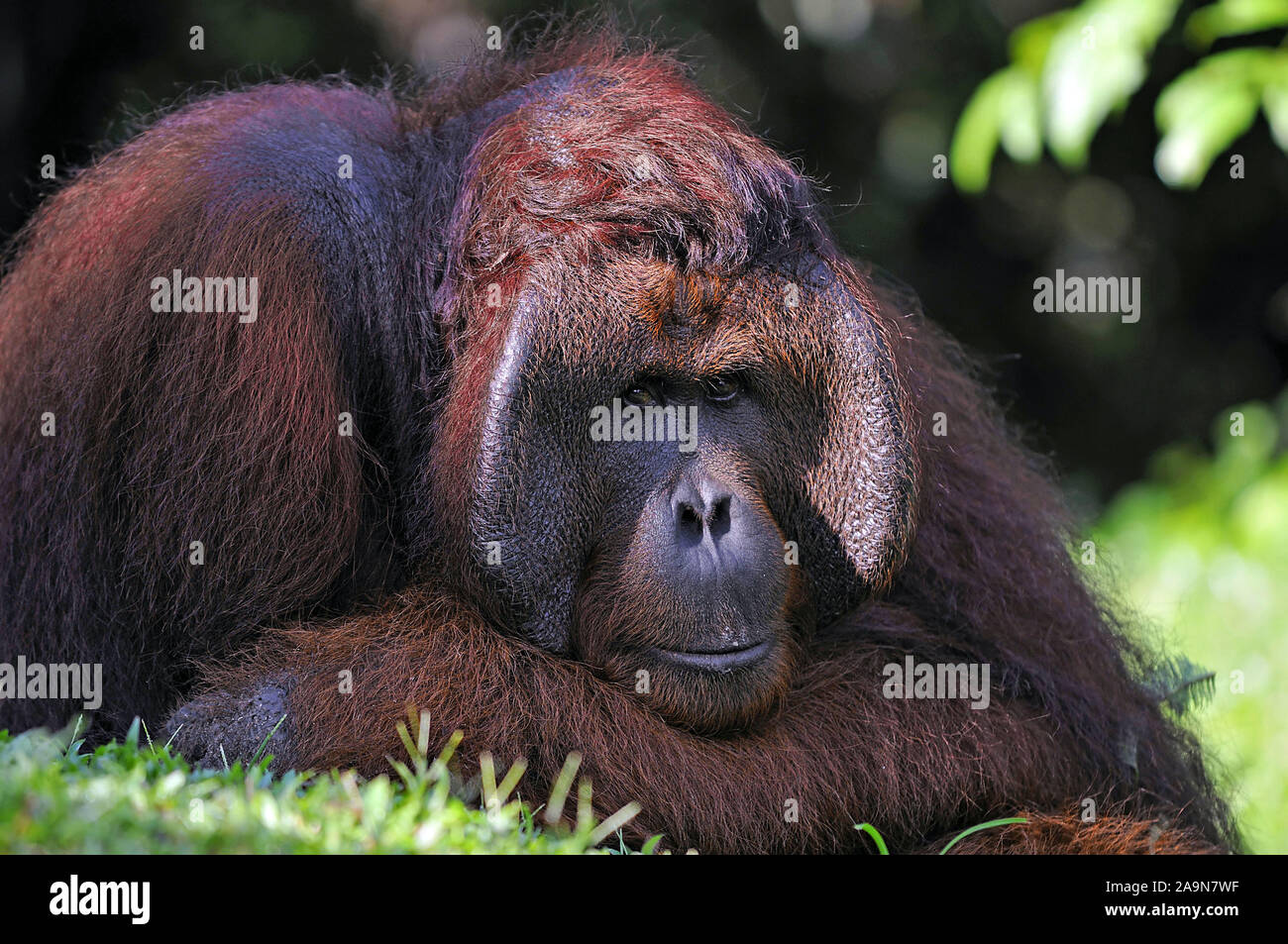 Tanjung Puting NP; Pongo pygmaeus; Indonesien; Orangutan; Borneo; Orang Utan; Primaten; Affen; Affe; Saeugetiere; Saeugetier; Tier; Tiere Stock Photo