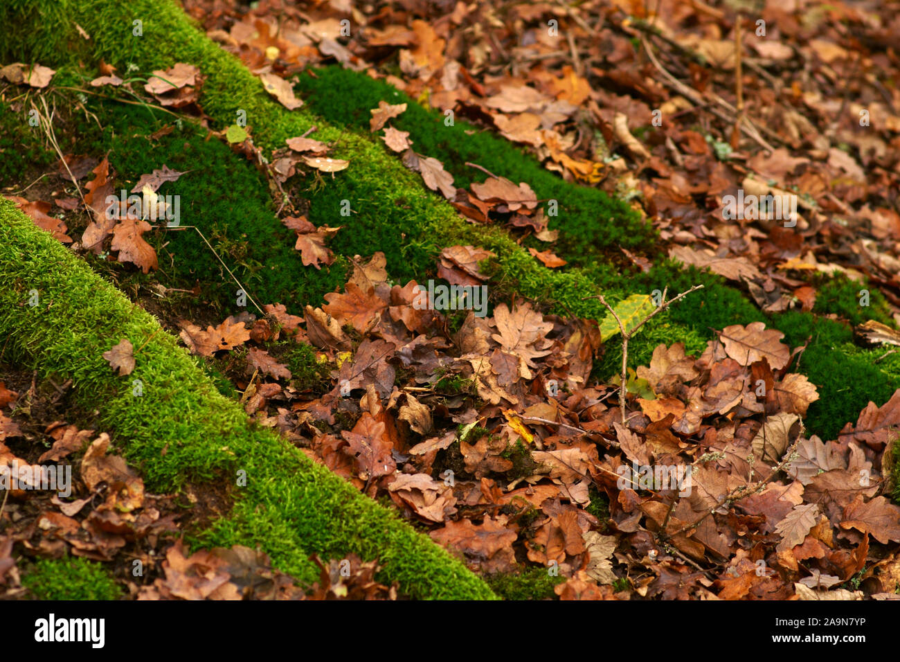 A forest floor with dry autumn leaves and moss-covered roots. Stock Photo