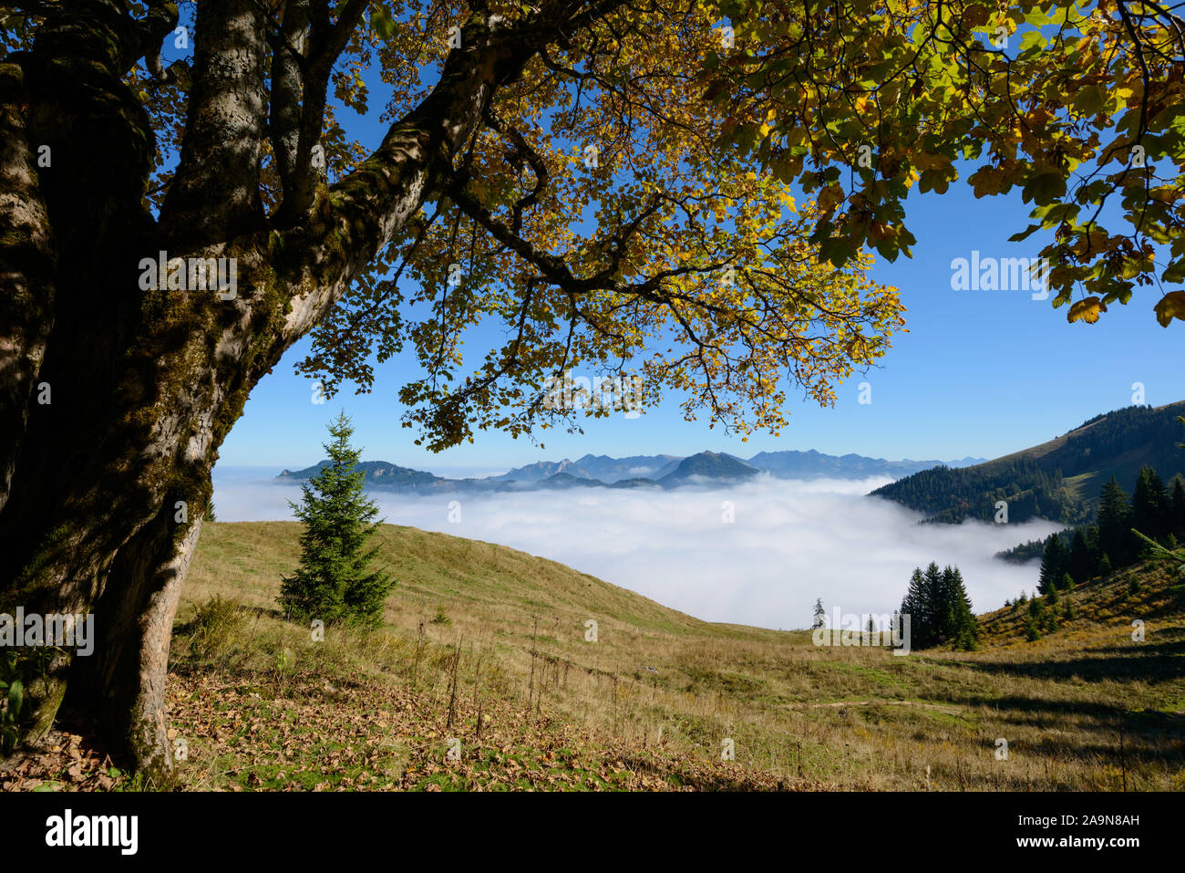 Berg-Ahorn mit Herbstfärbung im Gebirge Stock Photo