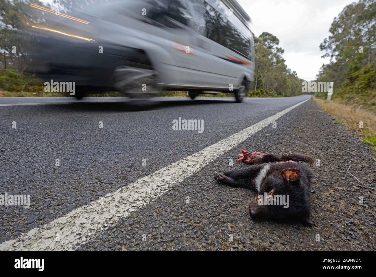 Überfahrener Beutelteufel liegt am Straßenrand vor vorbeifahrendem Auto Stock Photo