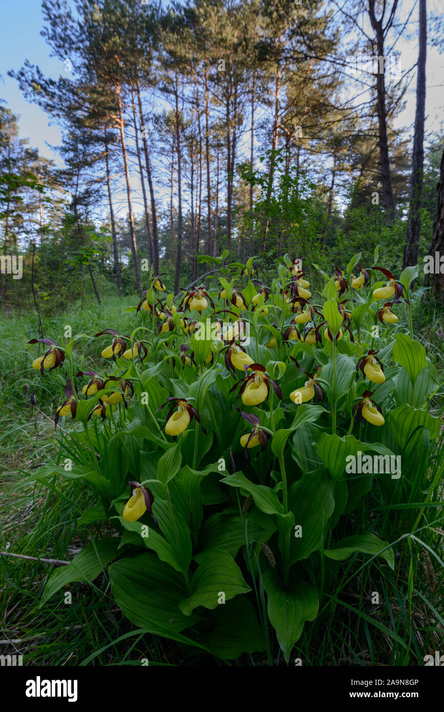 Frauenschuh Blüten in einem Wald Stock Photo