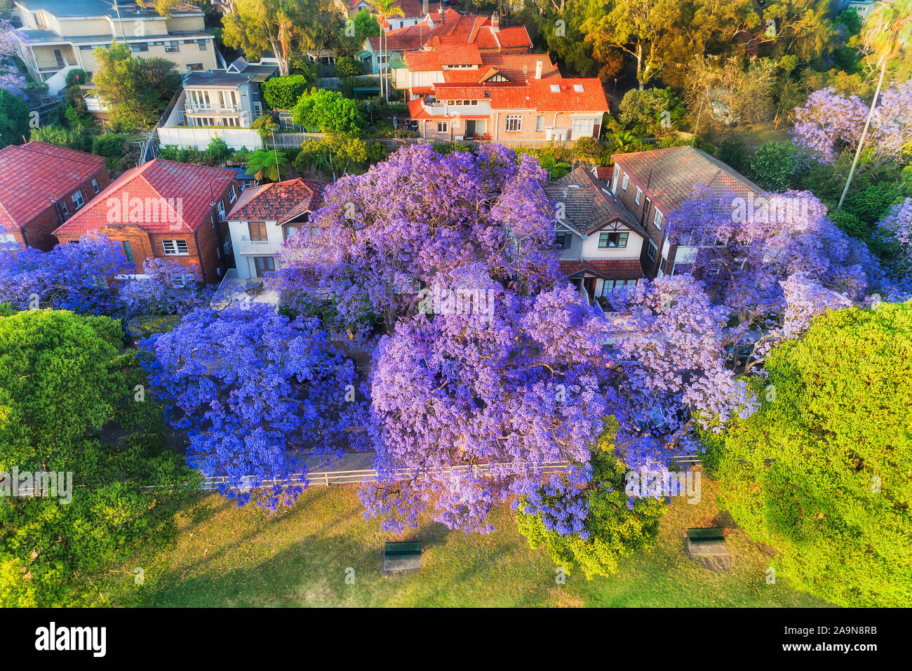 Jacaranda street in Sydney wealthy suburb Kirribilli in springtime
