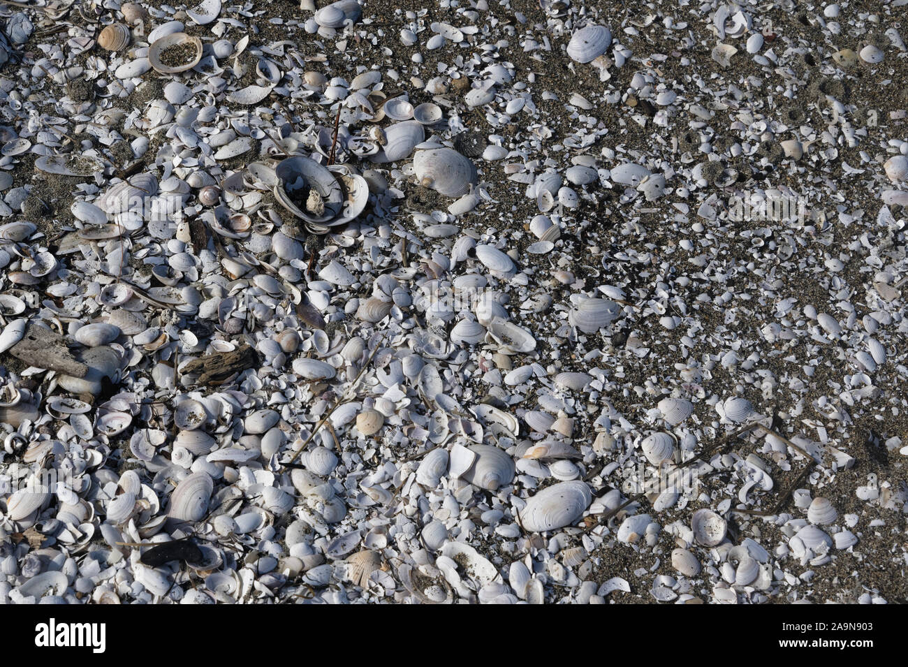 White mussel shells and sea shells on a sandy beach Stock Photo Alamy