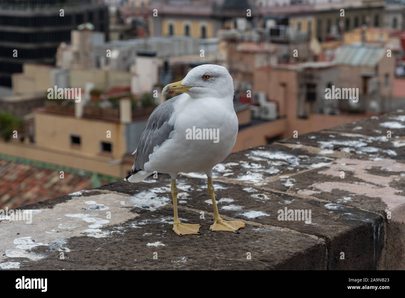 Seagull at the rooftop of the Barcelona Cathedral, Catalonia Stock Photo
