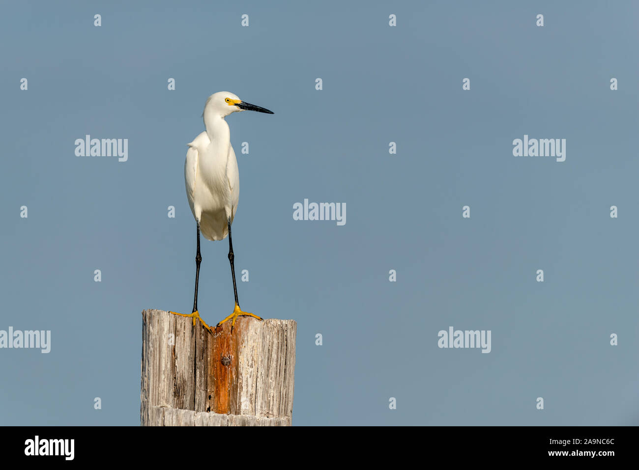 Snowy egret standing on a post with ocean as a background Stock Photo