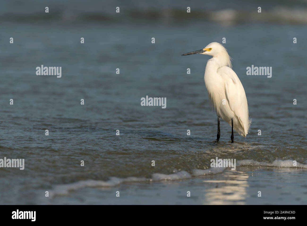 Snowy egret standing in the wave coming in off the ocean Stock Photo