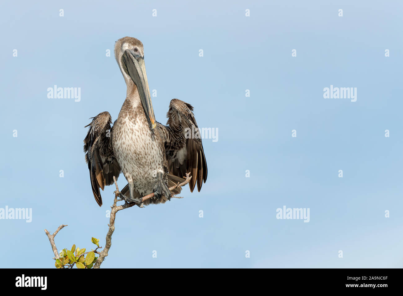 Brown Pelican perching on tree branch facing right Stock Photo