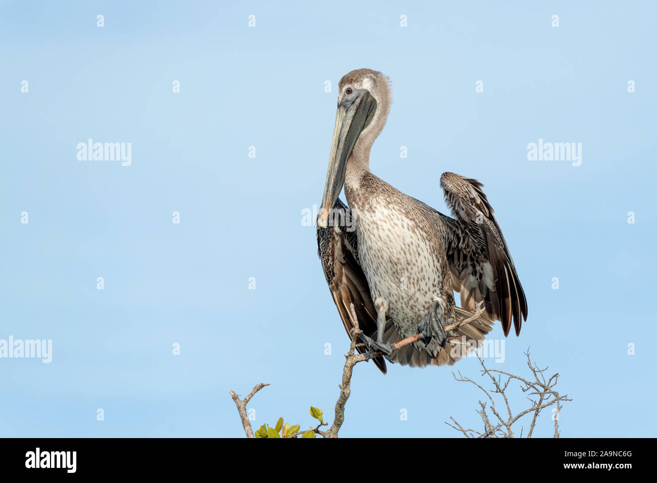 Brown Pelican perching on top of a tree branch Stock Photo