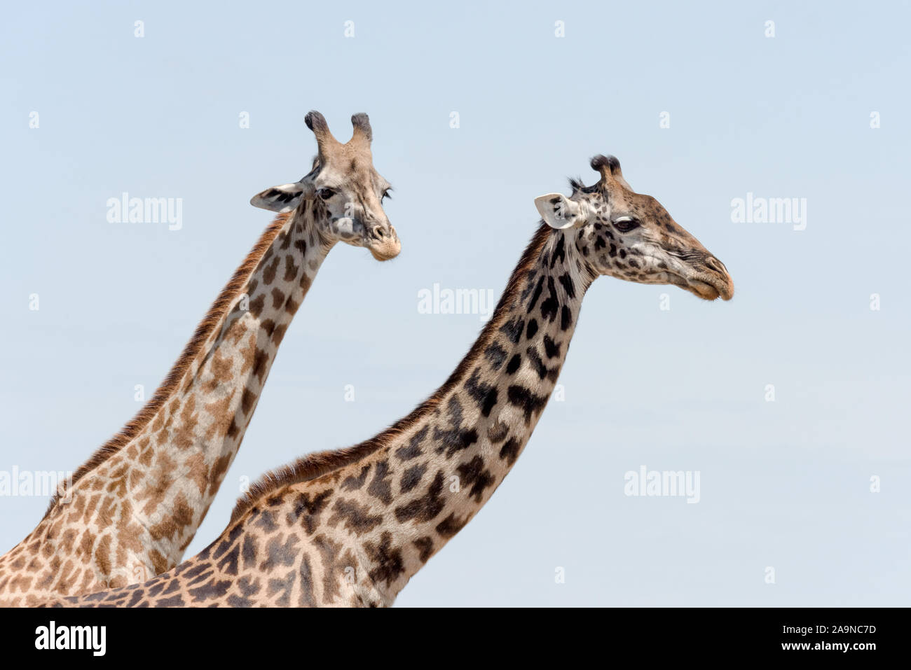 Necks and heads of two giraffes against a blue sky Stock Photo