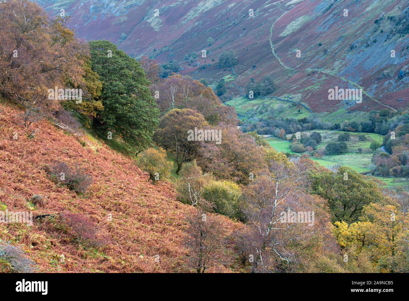 View from Gale Crag over hill slope with colourful autumnal trees in Lake District National Park, UK Stock Photo