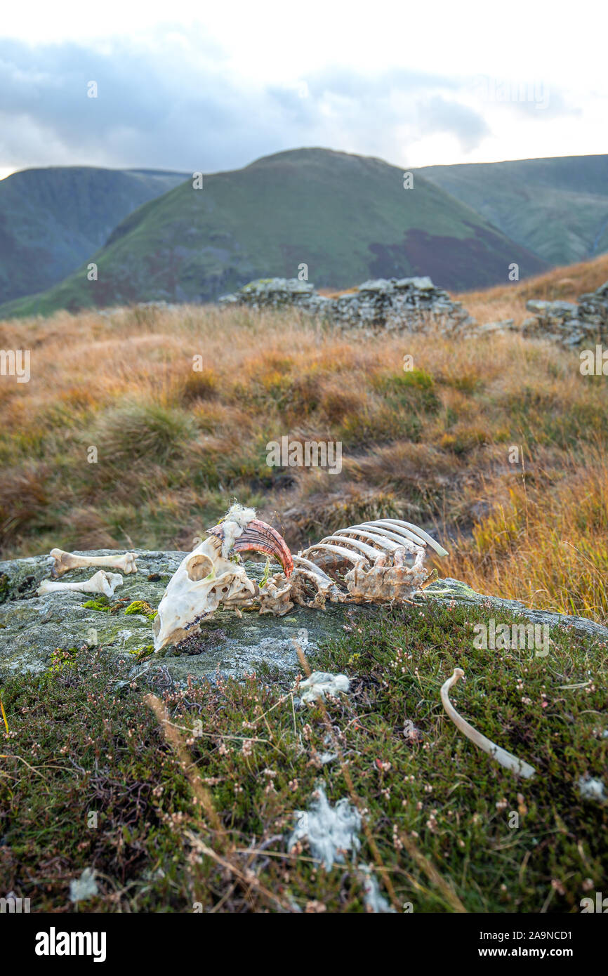 Sheep skeleton on mountain rock with scenic hills in background. Lake District National Park, UK Stock Photo