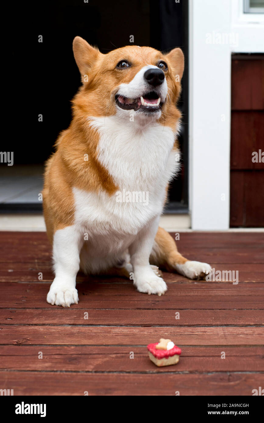 Noodles the COrgi Stock Photo