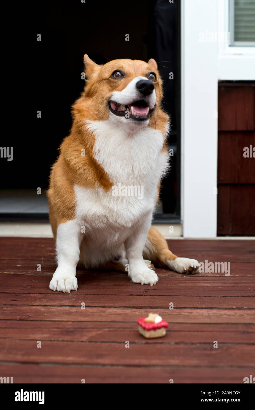 Noodles the COrgi Stock Photo