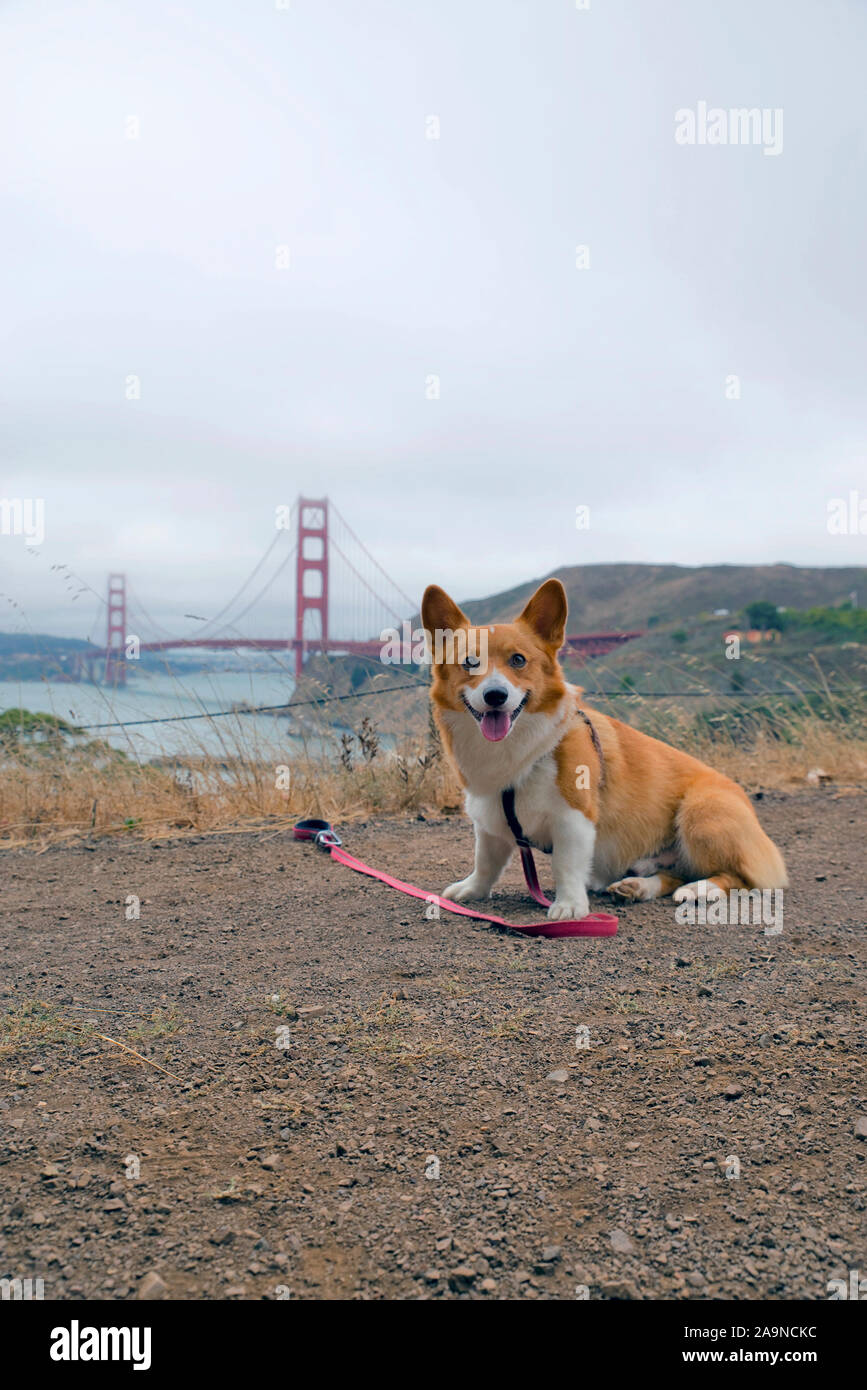 Noodles the COrgi Stock Photo