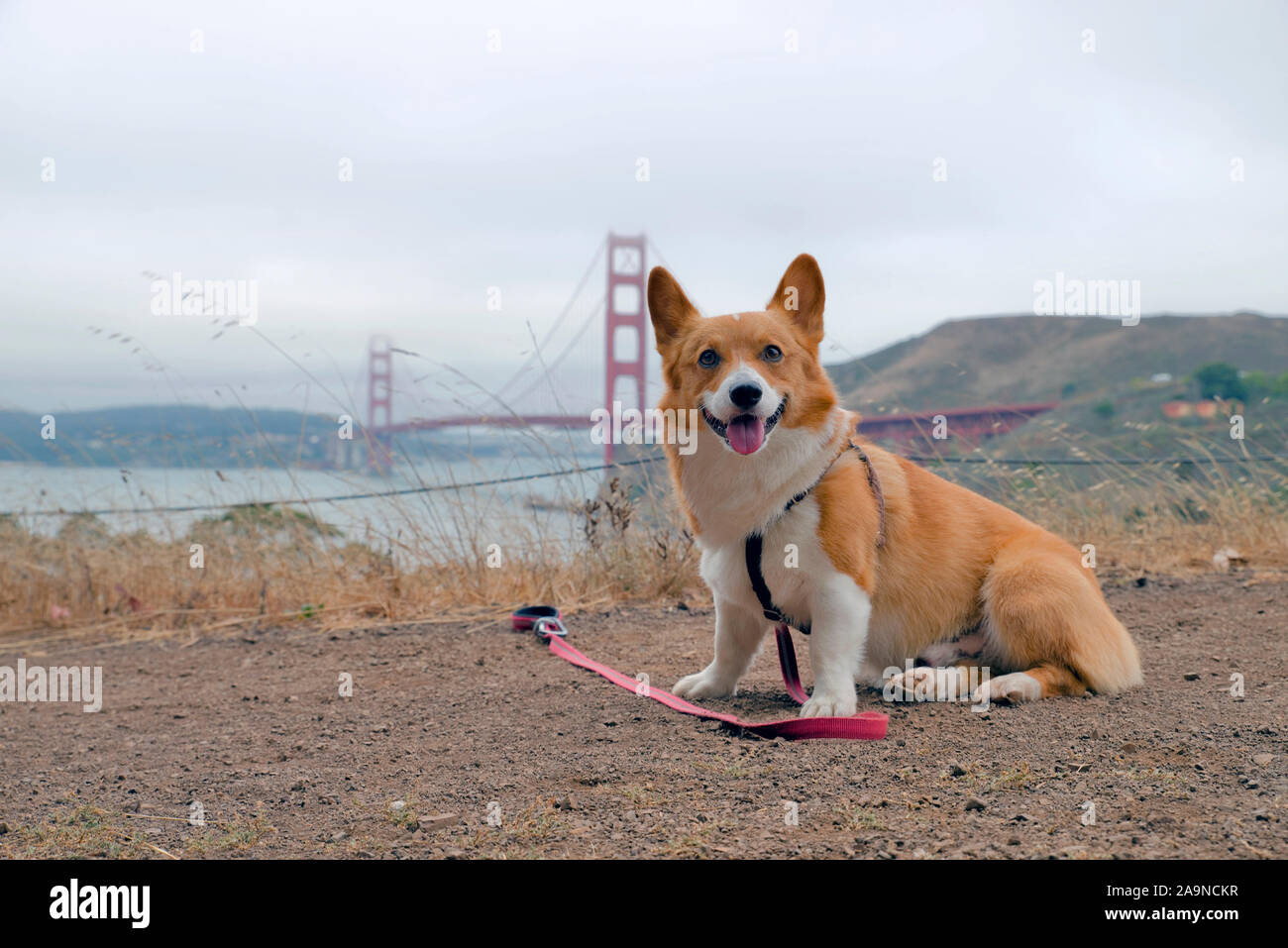 Noodles the COrgi Stock Photo