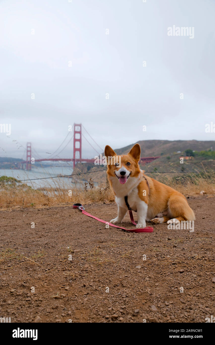 Noodles the COrgi Stock Photo