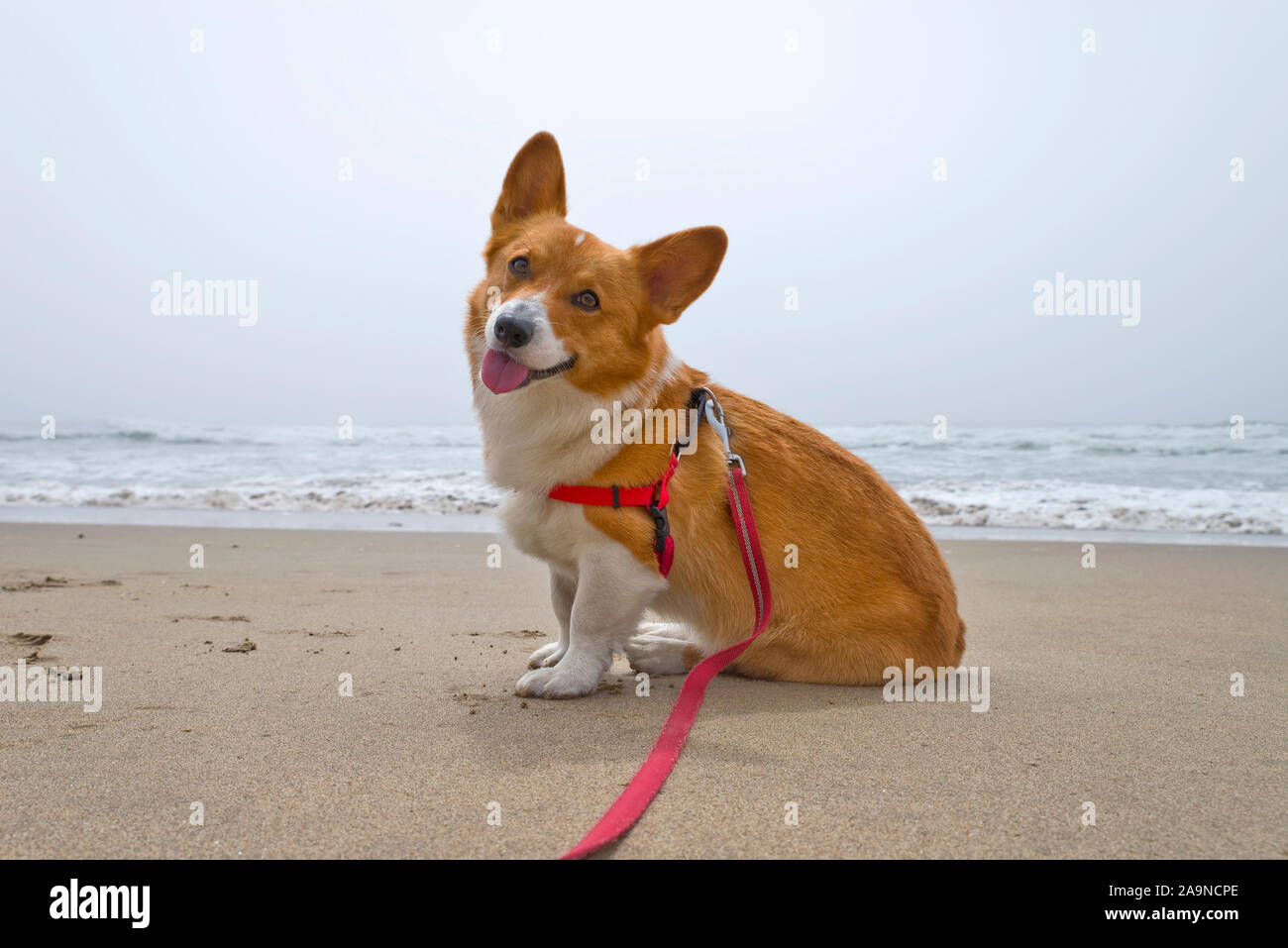 Noodles the COrgi Stock Photo