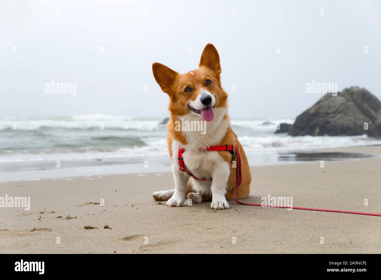 Noodles the COrgi Stock Photo