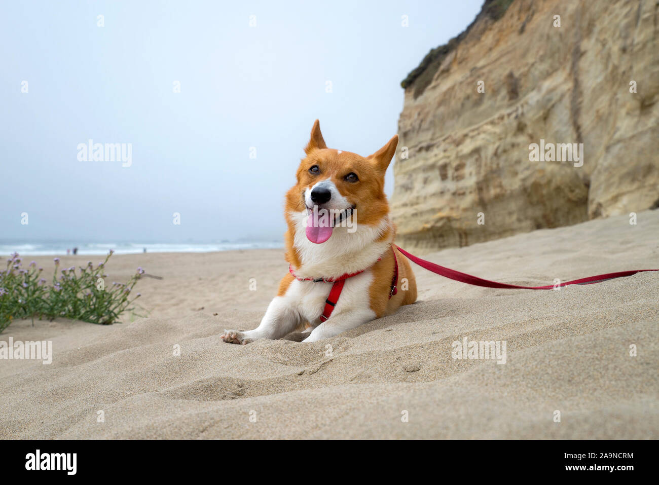 Noodles the COrgi Stock Photo