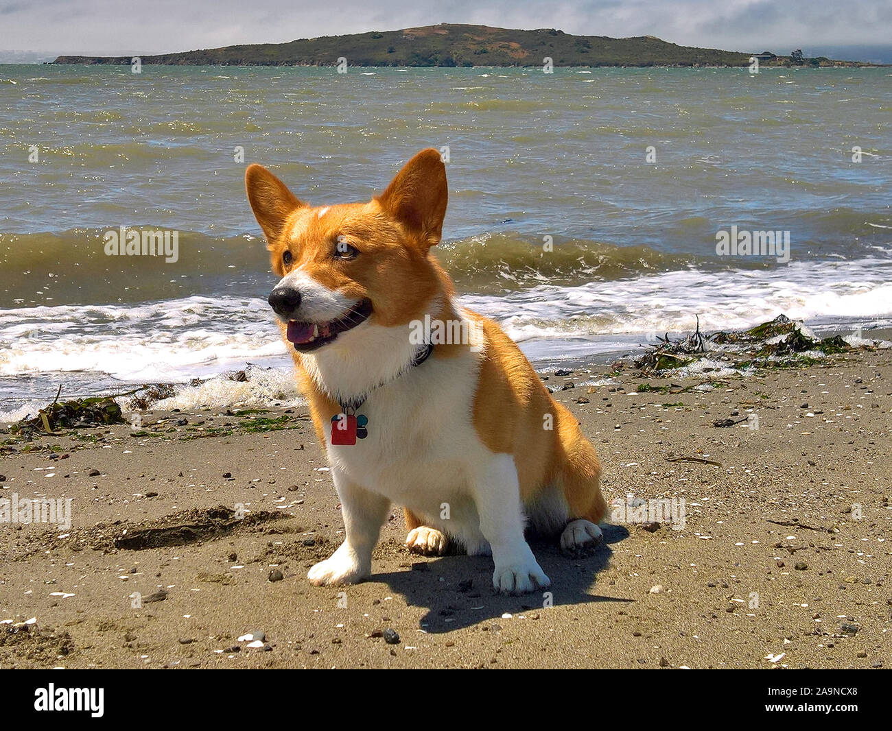Noodles the Corgi Stock Photo