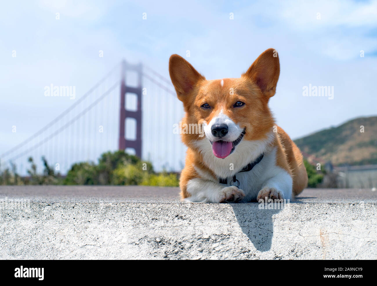Noodles the Corgi Stock Photo