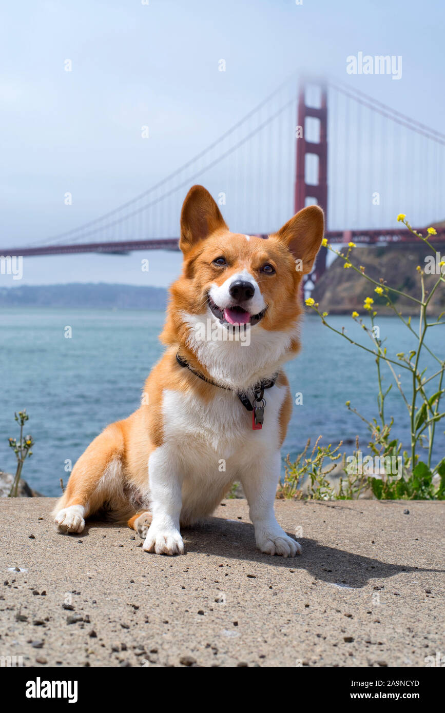 Noodles the Corgi Stock Photo