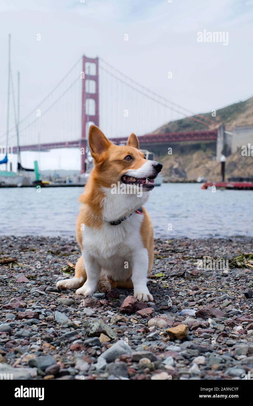 Noodles the Corgi Stock Photo