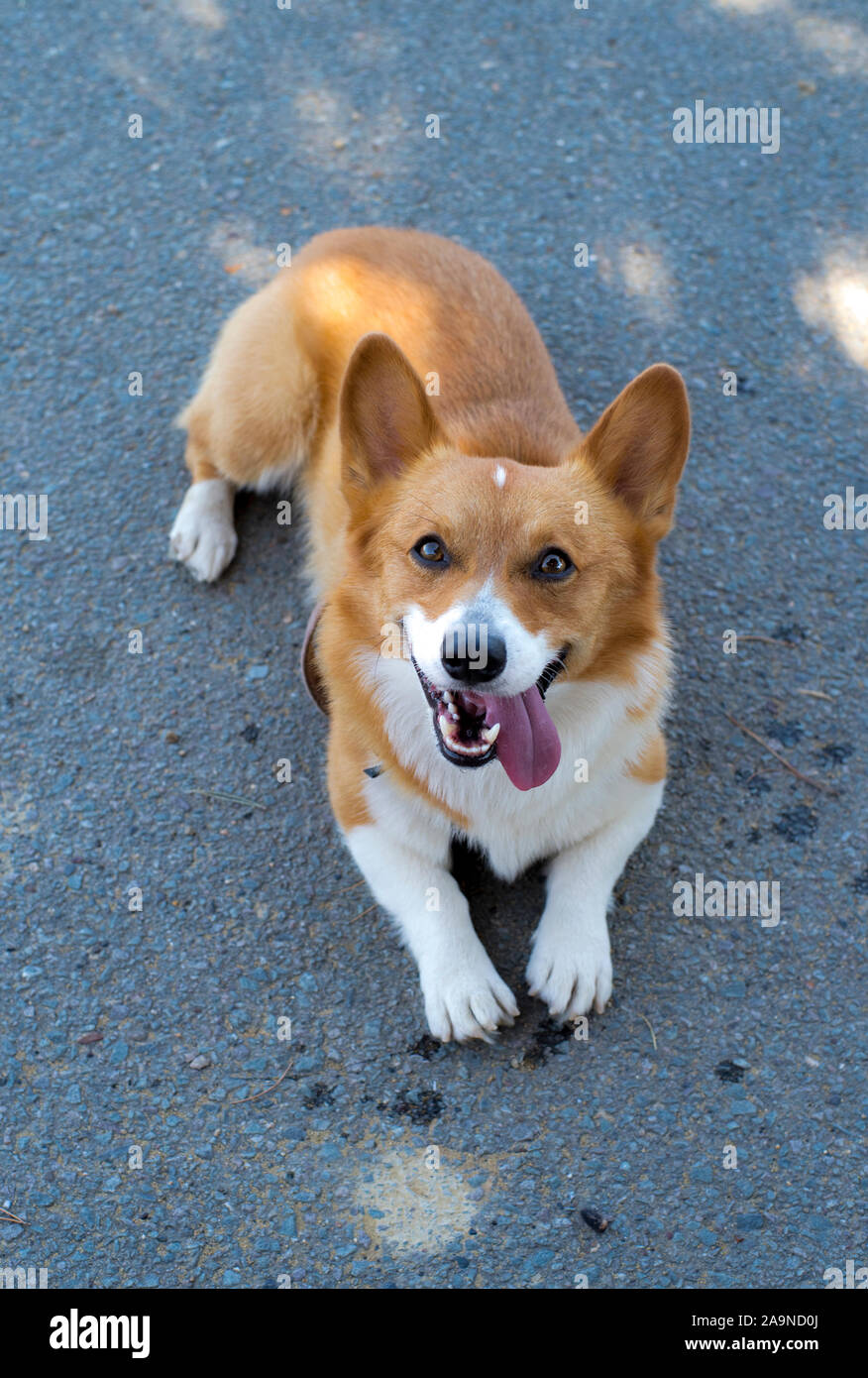 Noodles the Corgi Stock Photo