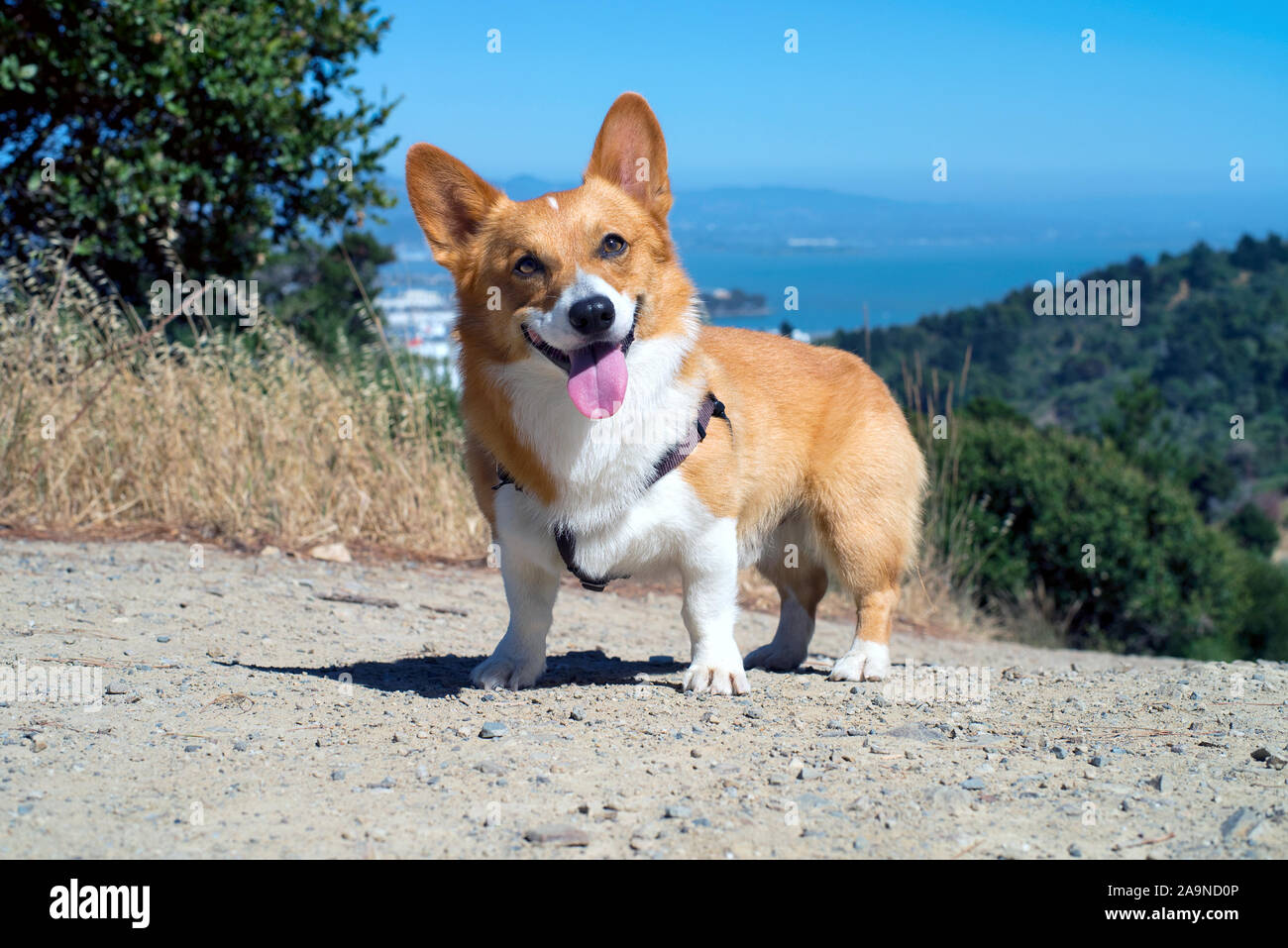 Noodles the Corgi Stock Photo