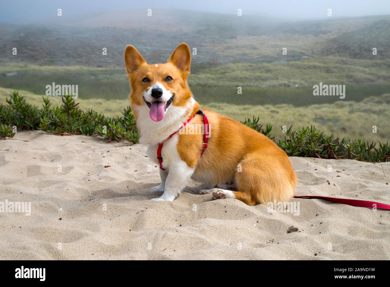 Noodles the Corgi Stock Photo