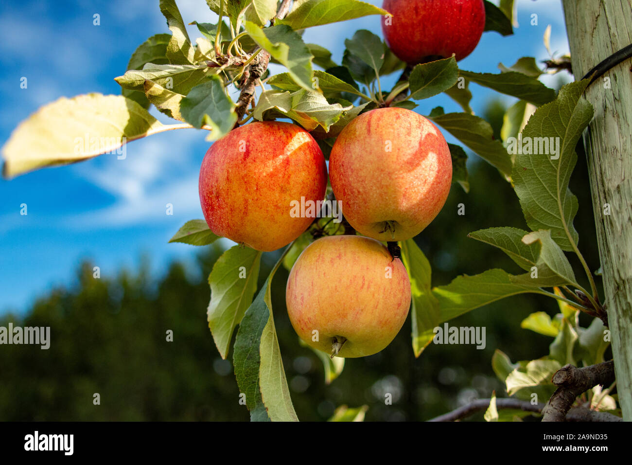 Apple Trees With Red Apples in the fall Stock Photo Alamy