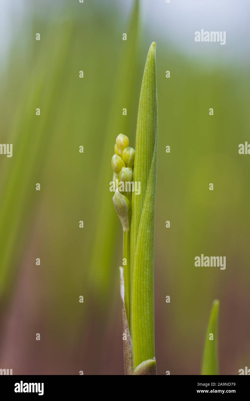 Macro image of Lily of the Valley buds Stock Photo