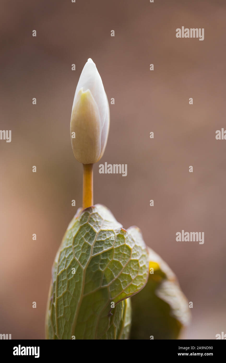 Macro image of a Sanguinaria canadensis (Bloodroot) bud ready to open. Stock Photo