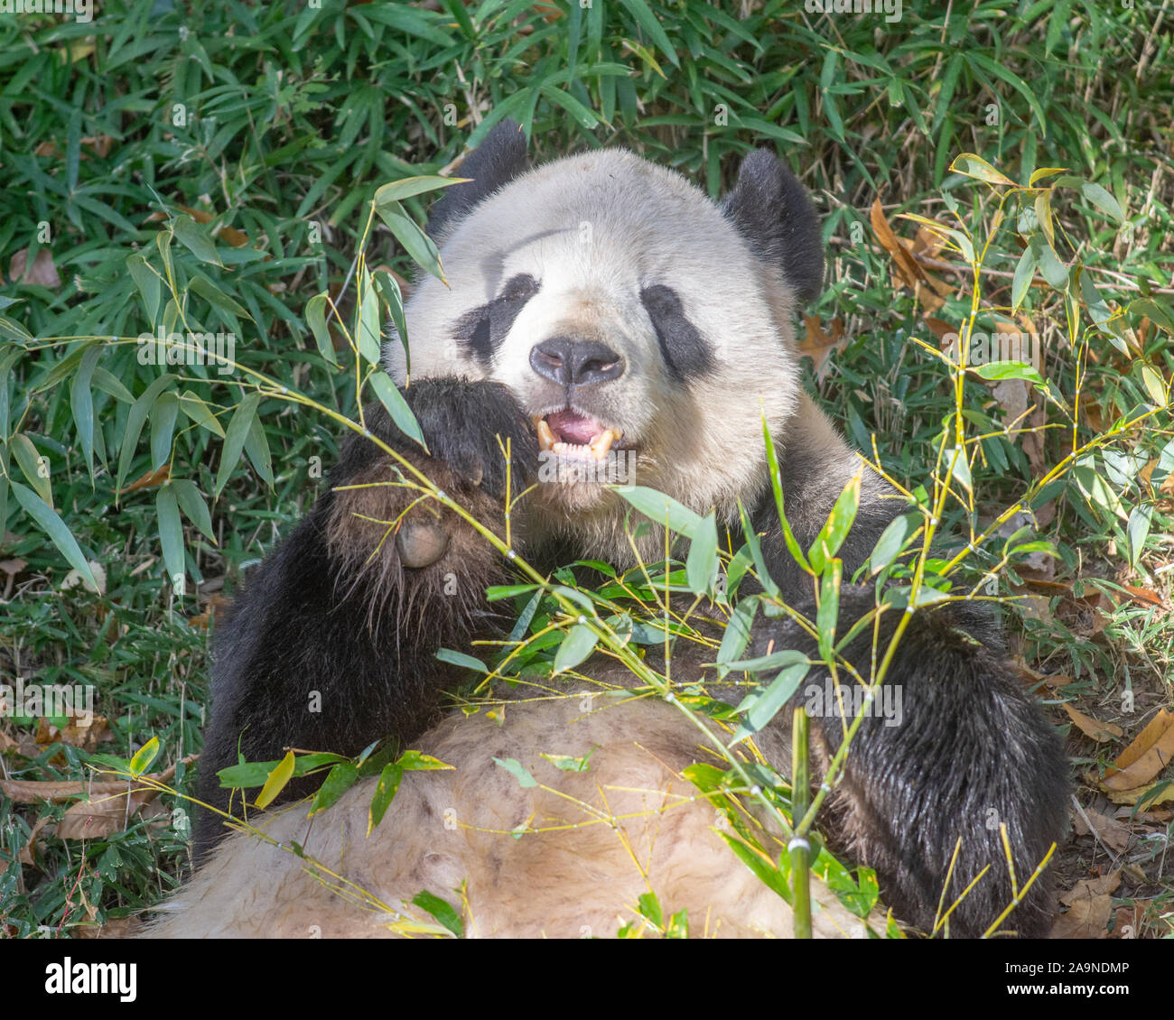 Giant Panda Bei Bei enjoys his bamboo in is yard at the National Zoo in ...