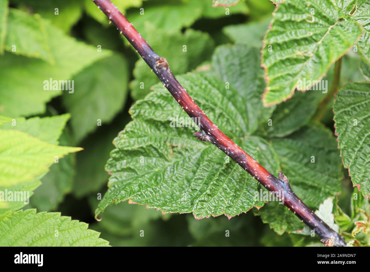 Closeup of a raspberry inflected with cane blight Stock Photo