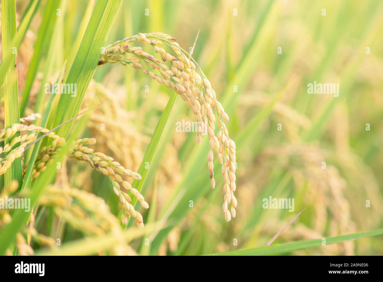 Yellow paddy field swaying over sunset day time in Asia. Raw short ...