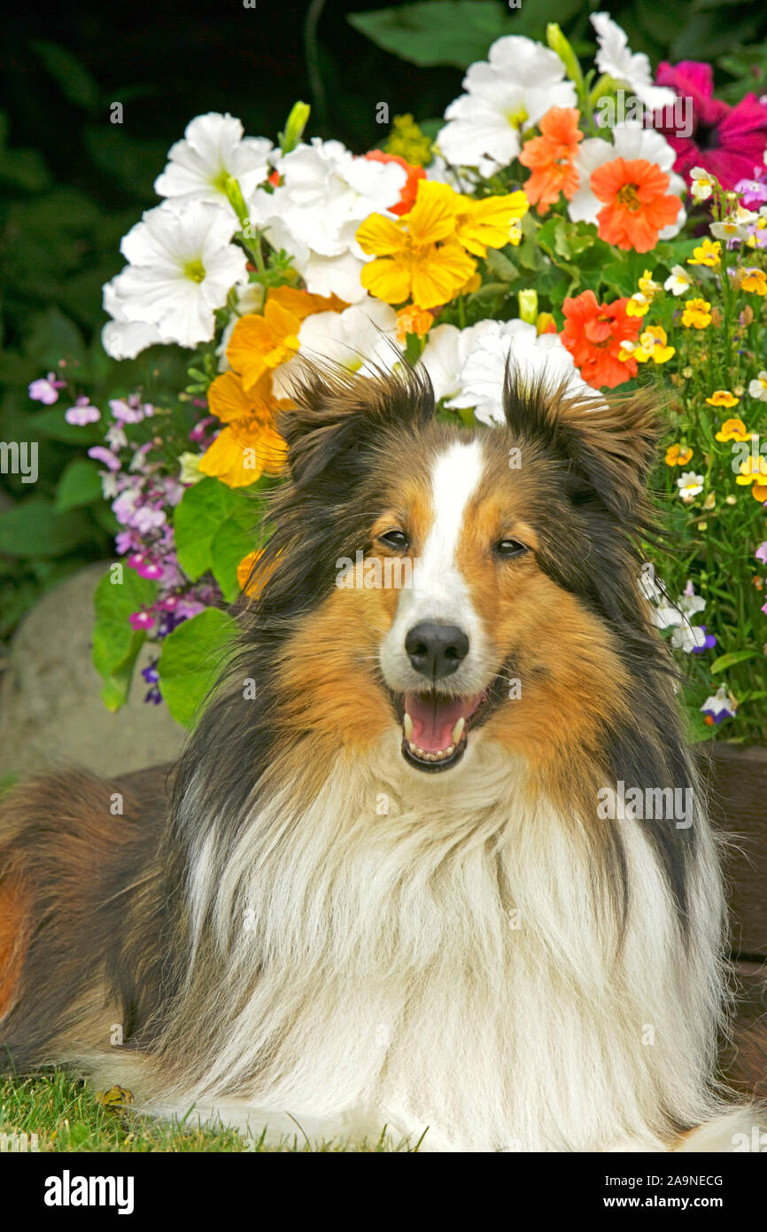 Shetland Sheepdog Lying High Resolution Stock Photography and Images ...