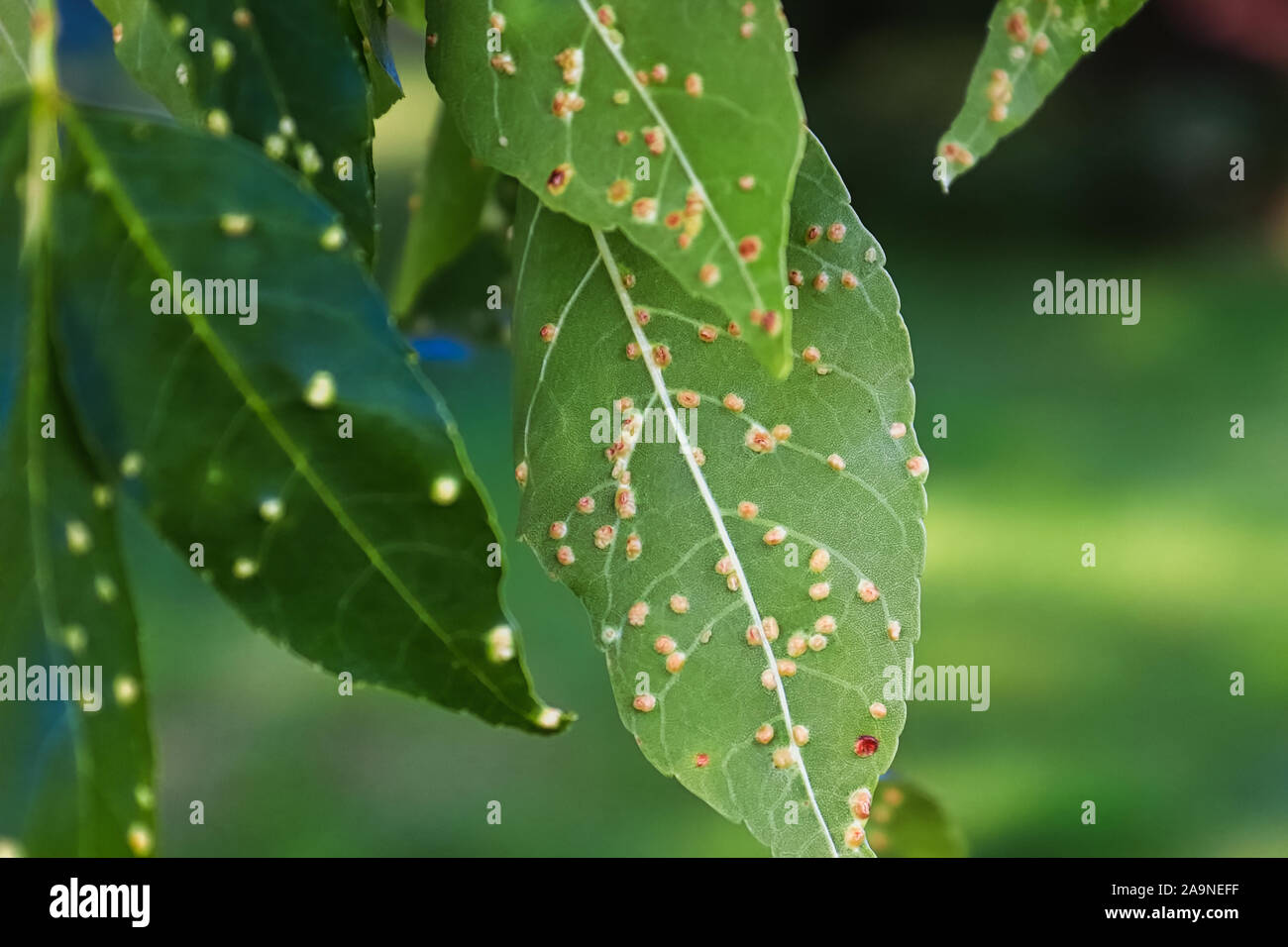 Gall blisters on the underside of ash tree leaves Stock Photo