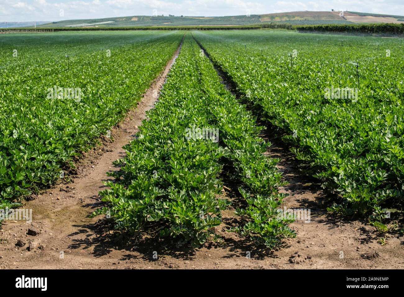 Plantations with celery in the field. Industrial growing celery in rows. Sunny day. Stock Photo